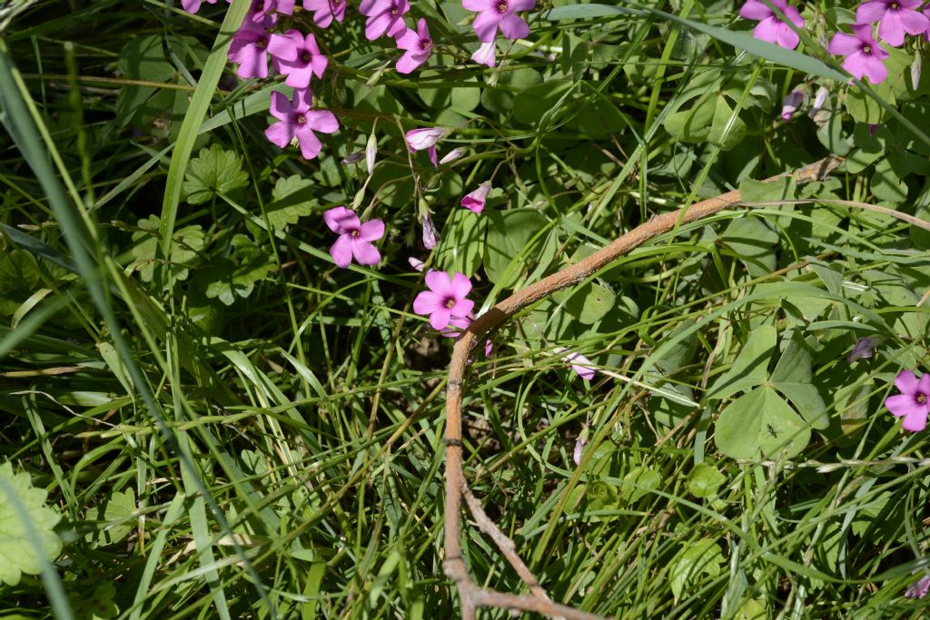 Oxalis articulata